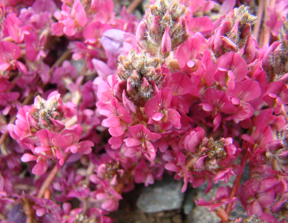 Изображение особи Oxytropis susamyrensis.