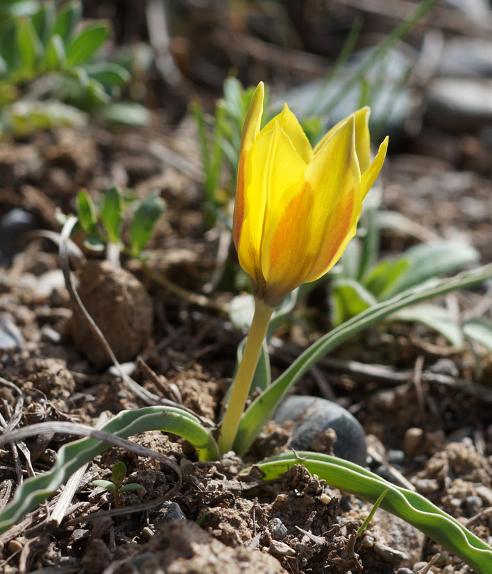 Image of Tulipa tetraphylla specimen.