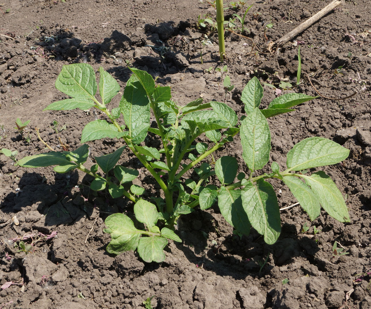 Изображение особи Solanum tuberosum.