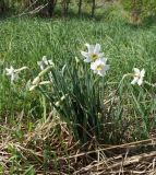 Narcissus poeticus