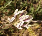 Astragalus karkarensis. Соцветие. Кыргызстан, Нарынская обл., левый берег долины р. Нарын, долина руч. Бурган-Суу. 05.06.2015.