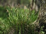 Carex cespitosa. Цветущее растение на склоне междюнного понижения. Ленинградская обл., побережье в р-не пос. Большая Ижора. 31.05.2009.