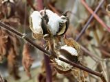 Gossypium herbaceum. Зрелый вскрывшийся плод-коробочка. Испания, Мадрид, Королевский ботанический сад. Январь 2016 г.