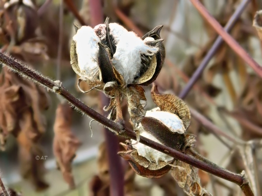 Image of Gossypium herbaceum specimen.