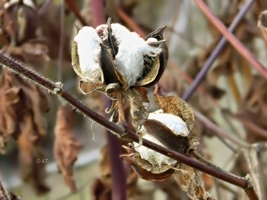 Изображение особи Gossypium herbaceum.