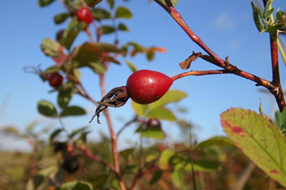 Изображение особи Rosa cinnamomea.