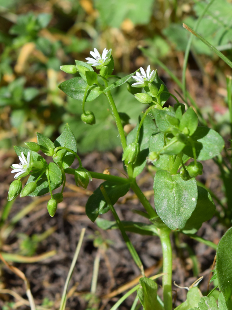 Image of Stellaria media specimen.