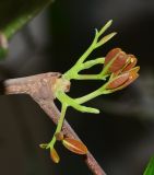 Cupaniopsis anacardioides