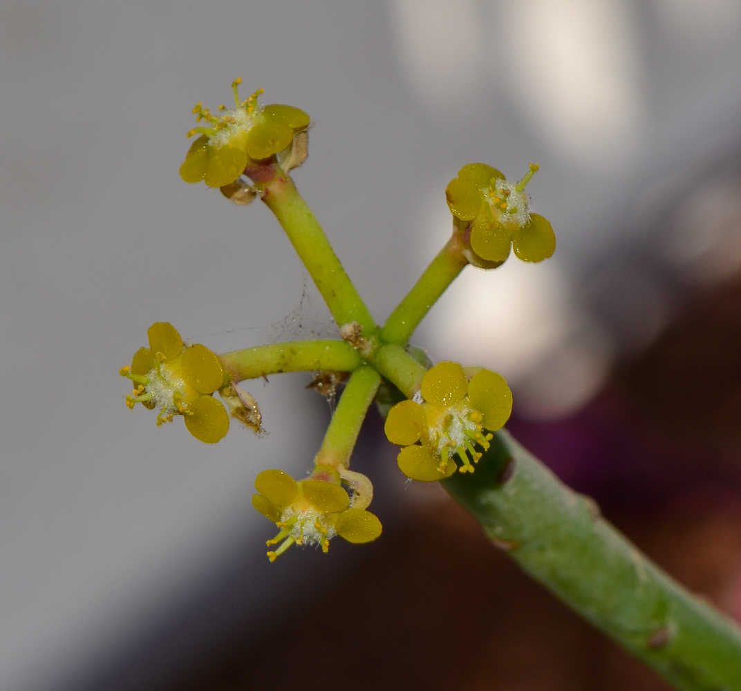 Изображение особи Euphorbia schimperi.