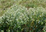 Nepeta parviflora