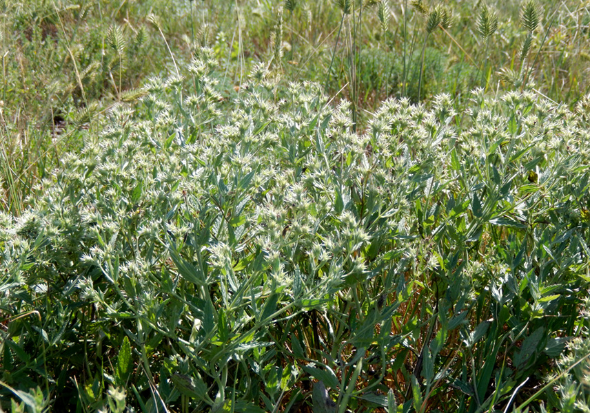 Image of Nepeta parviflora specimen.