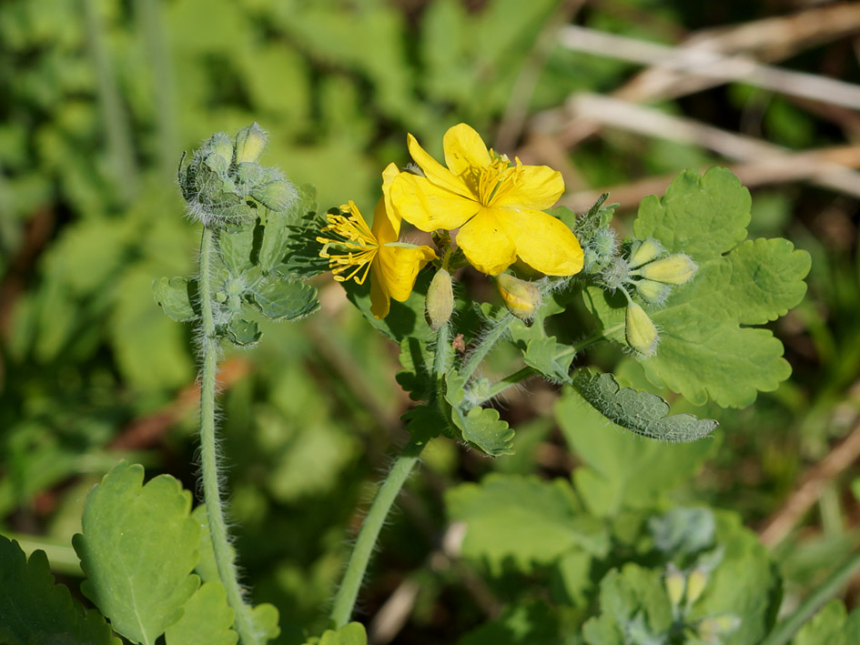 Image of Chelidonium majus specimen.