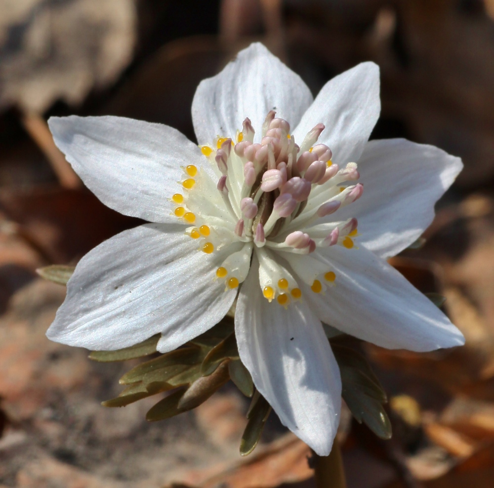 Изображение особи Eranthis stellata.