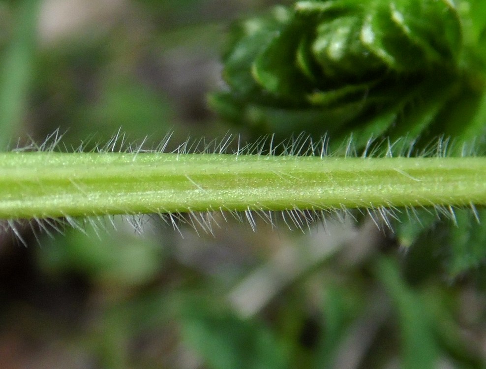 Image of Cruciata laevipes specimen.