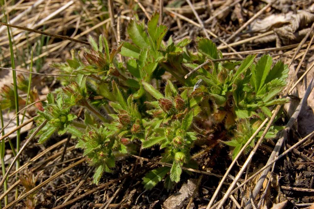 Изображение особи Potentilla humifusa.