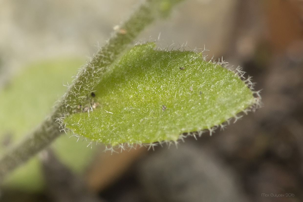 Изображение особи Draba nemorosa.