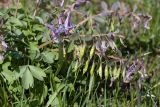 Corydalis solida. Отцветающие соцветия с завязавшимися плодами и листья. Псковская обл., г. Печоры, вершина холма восточнее монастыря, разнотравно-злаковый луг. 30.04.2016.