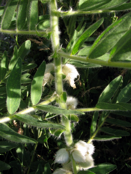 Изображение особи Astragalus sieversianus.