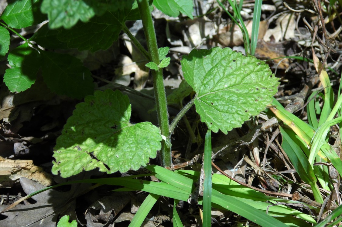 Image of Scutellaria altissima specimen.