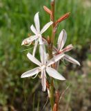 Asphodeline tenuior