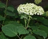 Hydrangea macrophylla. Верхняя часть побега с соцветием и листьями. Узбекистан, г. Ташкент, пос. Улугбек, в культуре. 18.05.2016.