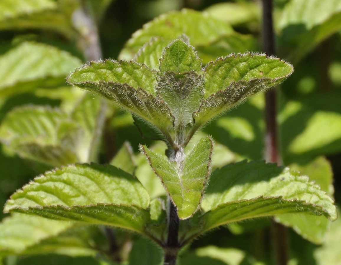 Image of Mentha aquatica specimen.
