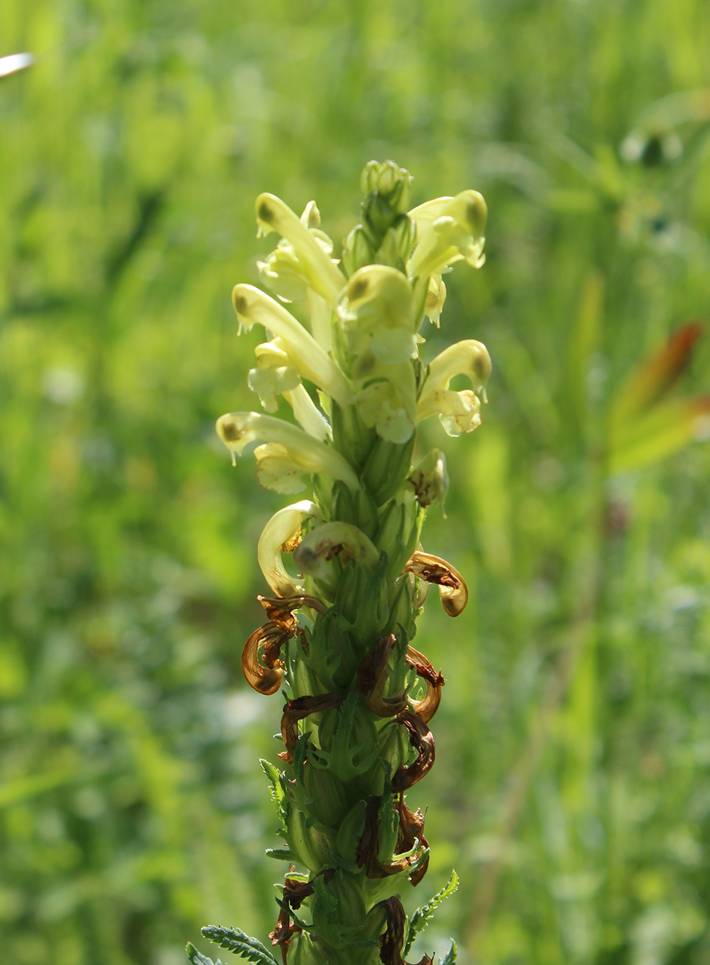 Изображение особи Pedicularis kaufmannii.