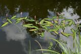 Persicaria amphibia. Цветущее растение в пруду. Санкт-Петербург, Дудергофские высоты. 18.07.2009.