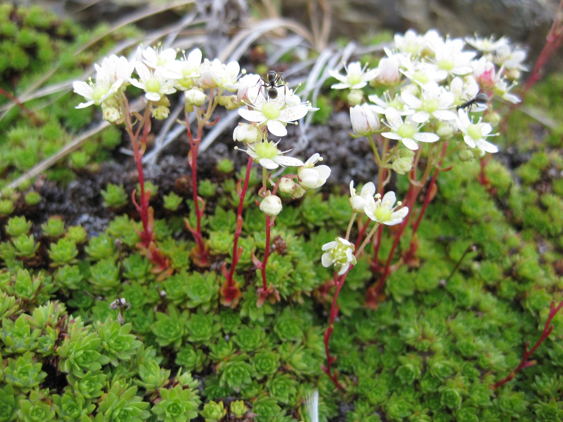 Изображение особи Saxifraga cherlerioides.