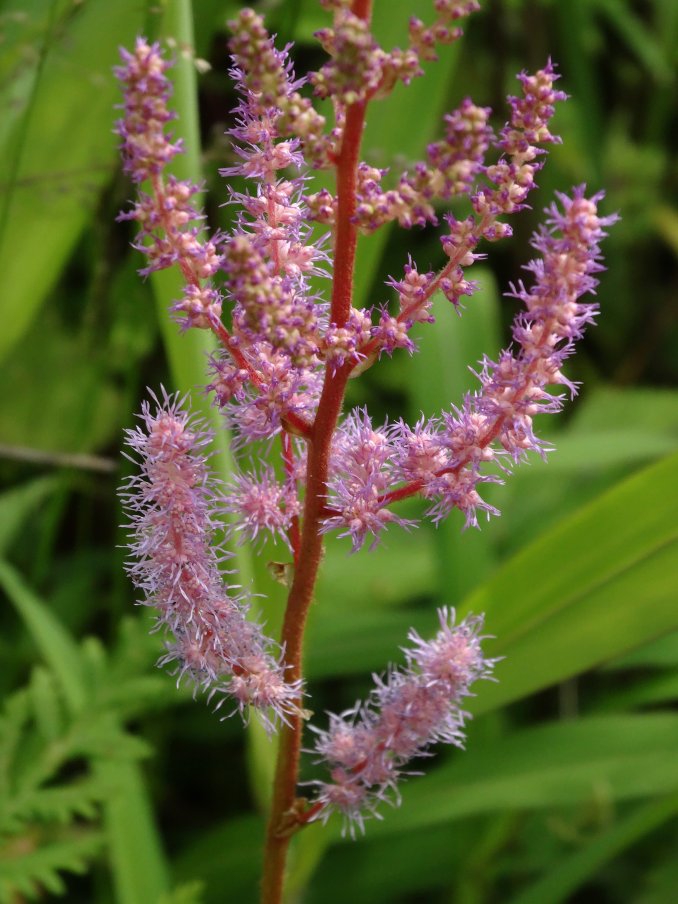 Image of Astilbe chinensis specimen.