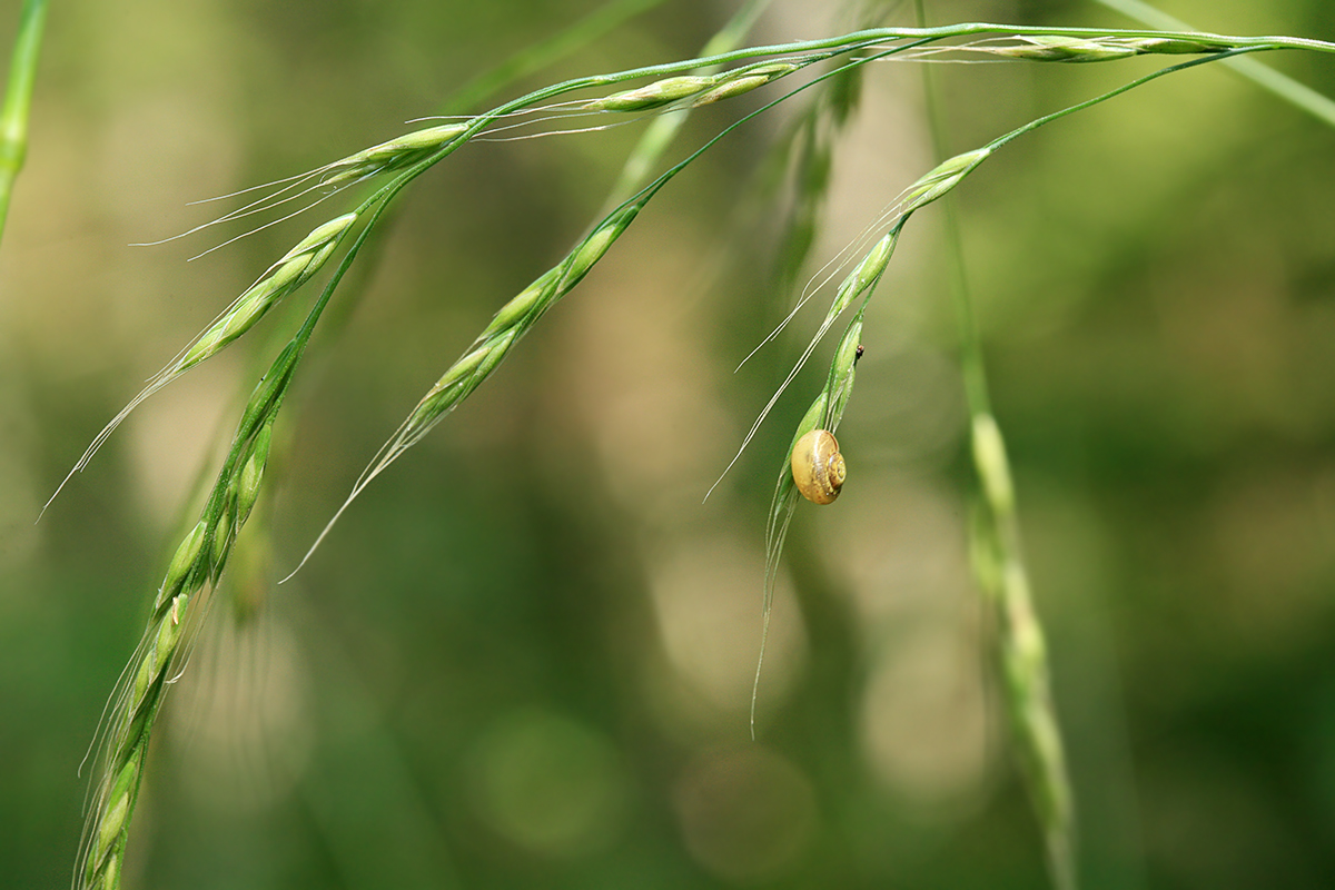 Изображение особи Festuca gigantea.