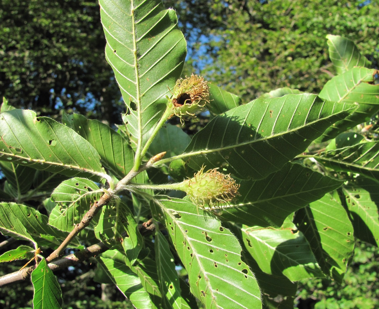 Изображение особи Fagus orientalis.