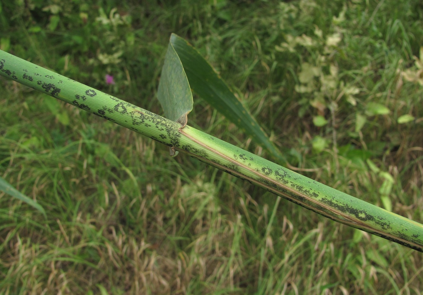 Image of Phragmites australis specimen.