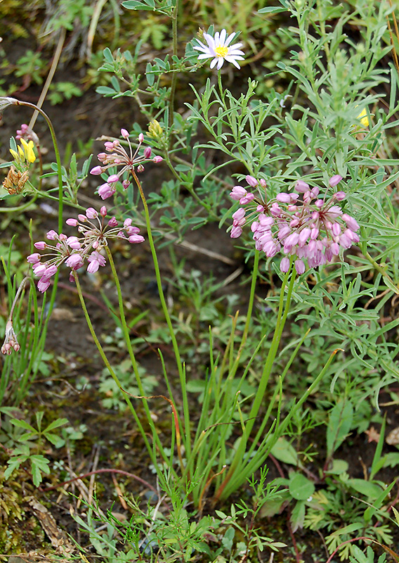 Image of Allium rubens specimen.