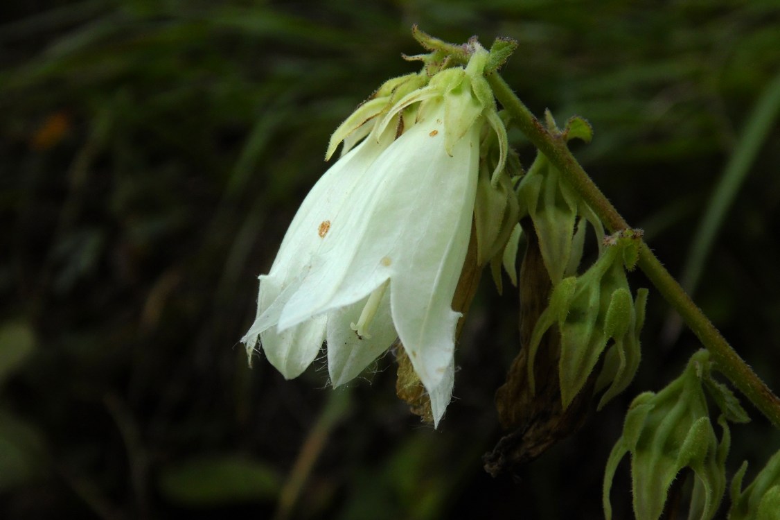 Image of Campanula alliariifolia specimen.