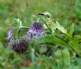 Cirsium kamtschaticum. Верхушка побега с соцветиями. Камчатка, горный массив Вачкажец. 18.08.2016.