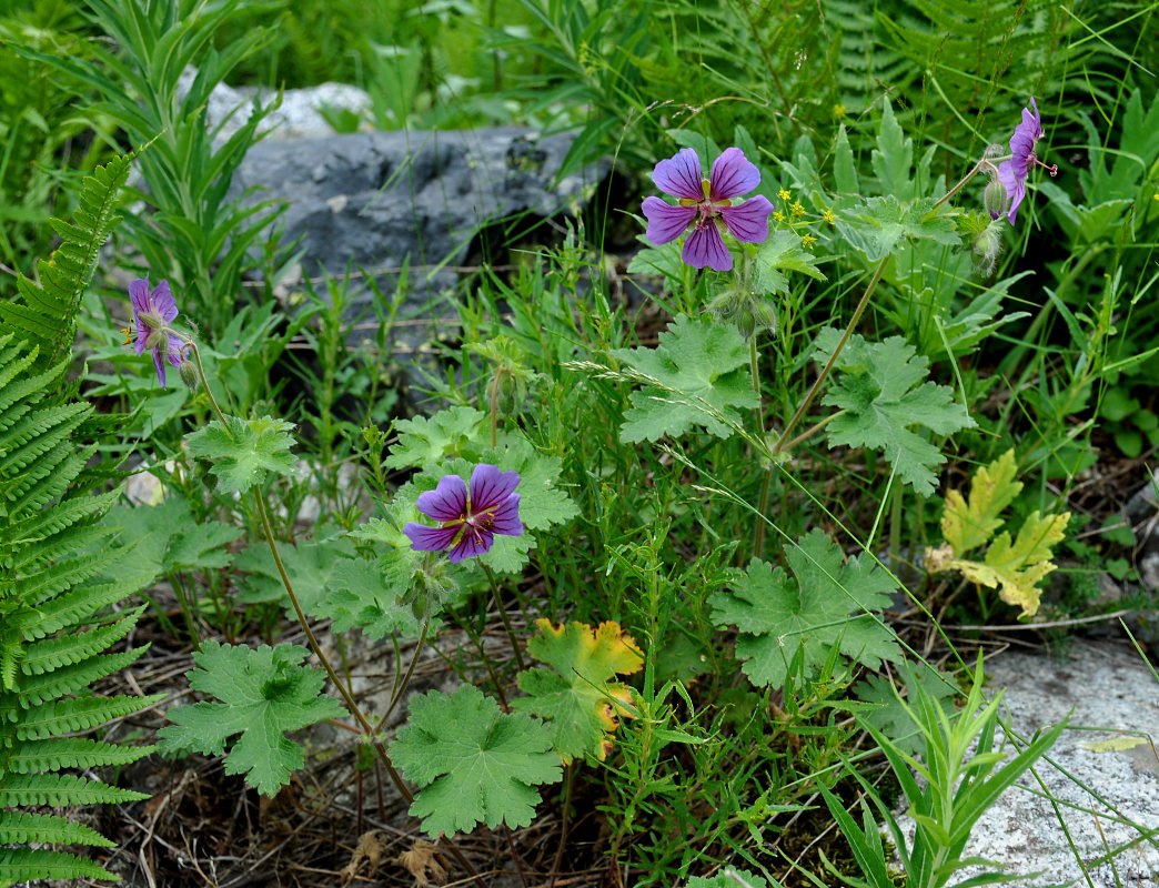 Изображение особи Geranium platypetalum.