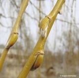 Salix babylonica