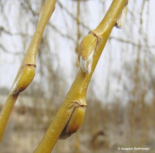 Image of Salix babylonica specimen.