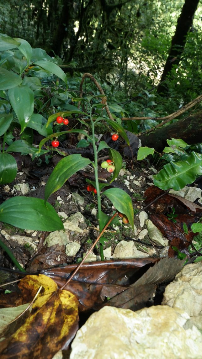 Изображение особи Ruscus colchicus.