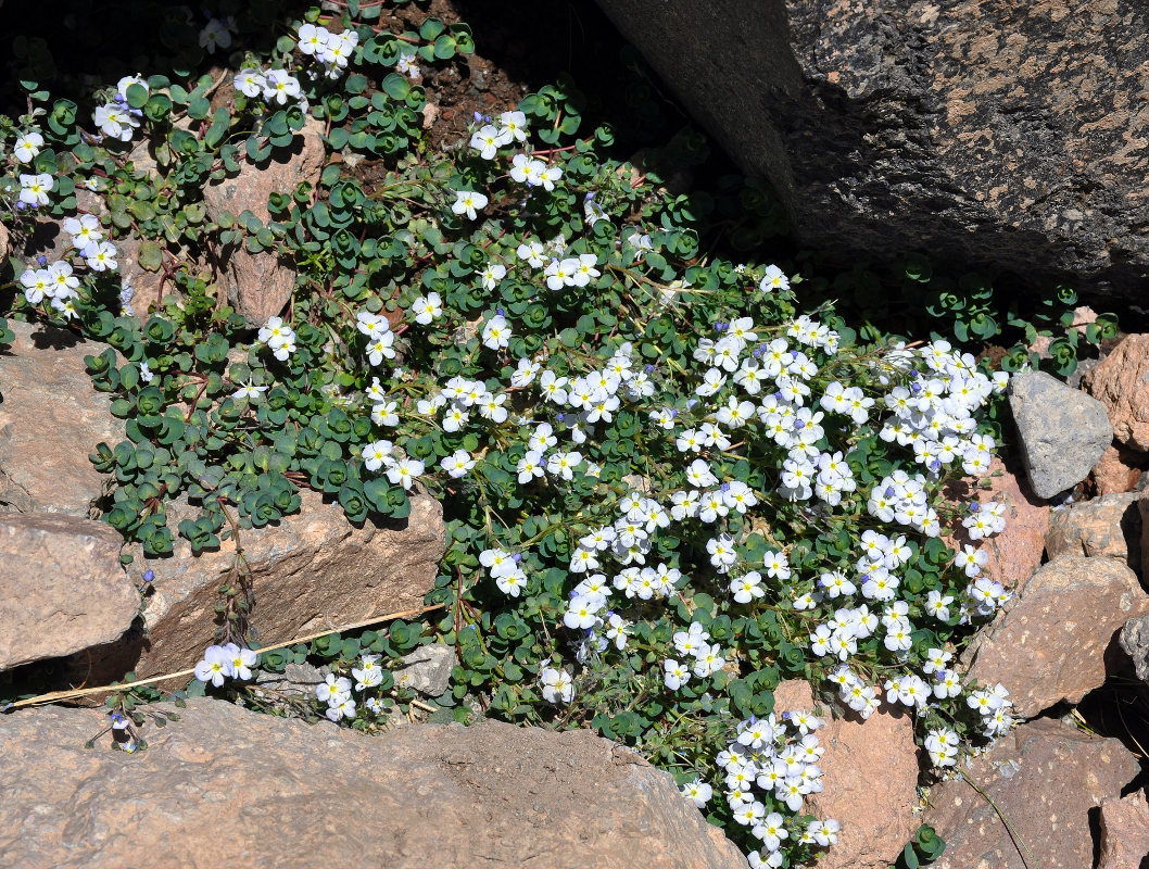 Image of Veronica glareosa specimen.