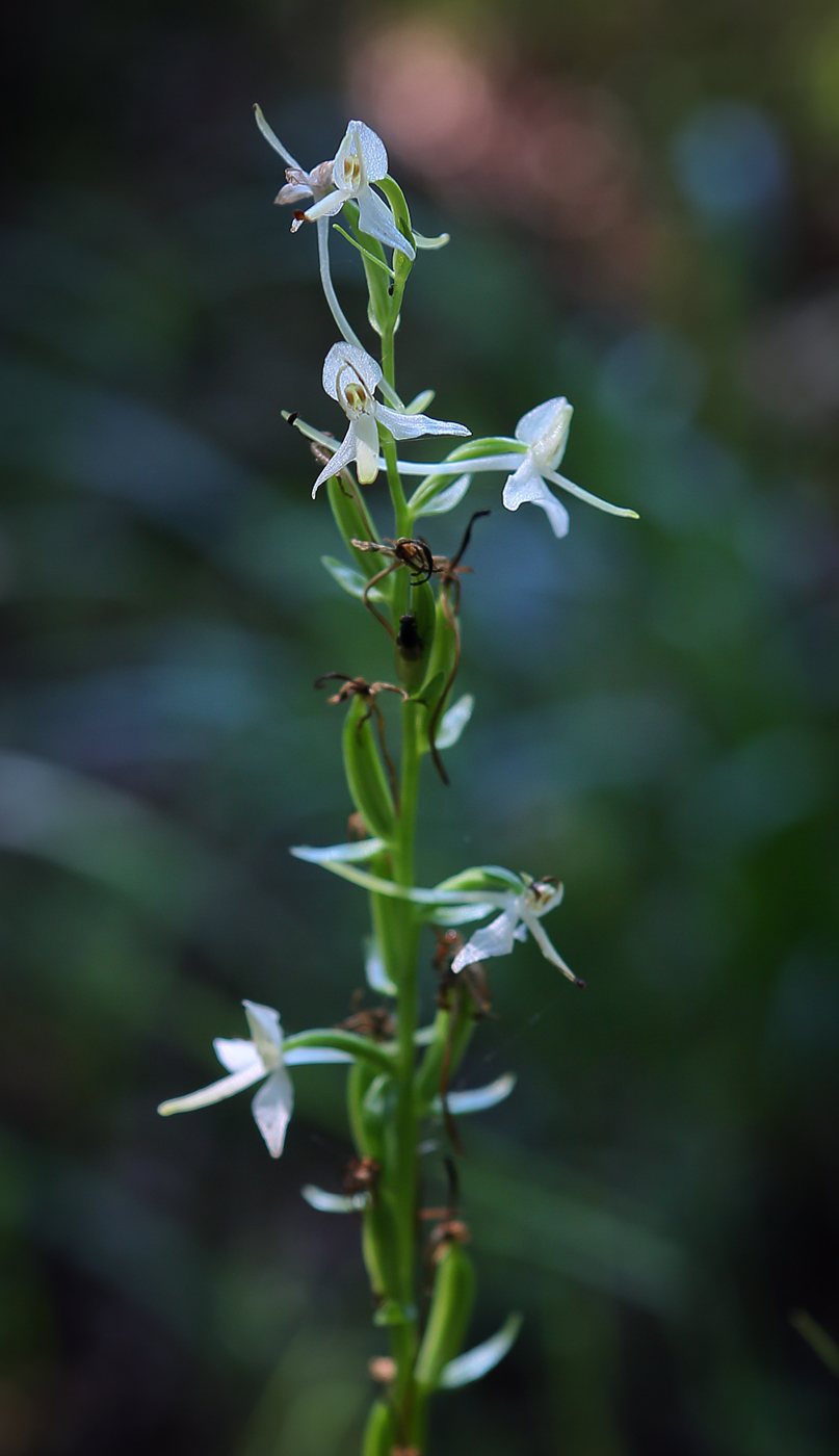 Изображение особи Platanthera bifolia.