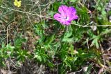 Geranium sanguineum