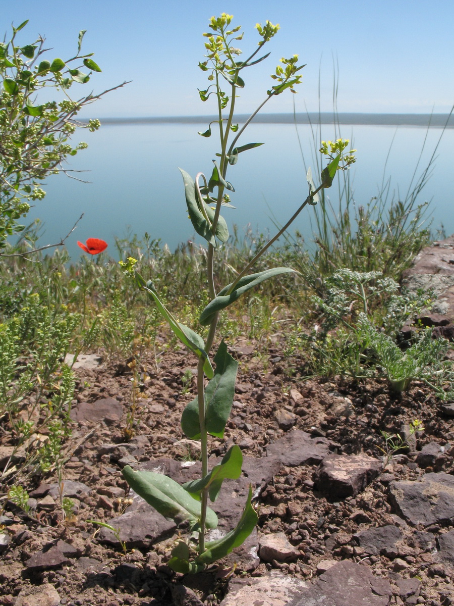 Image of Tauscheria lasiocarpa specimen.