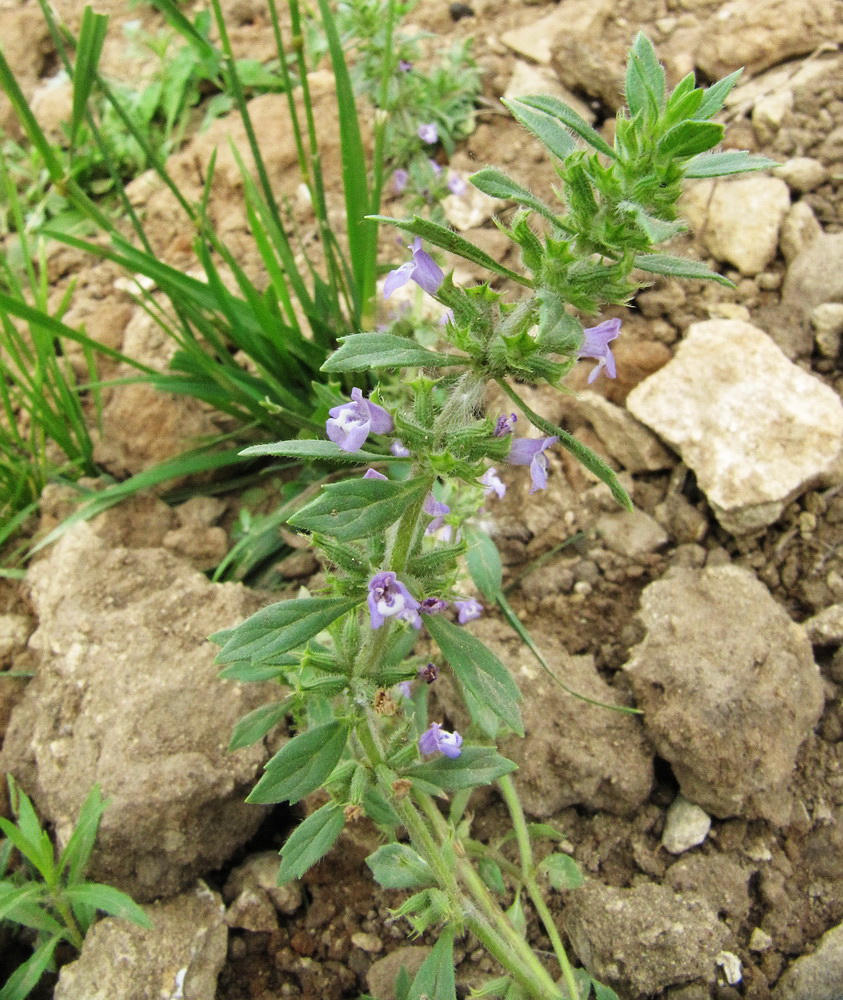 Image of Ziziphora acinos specimen.