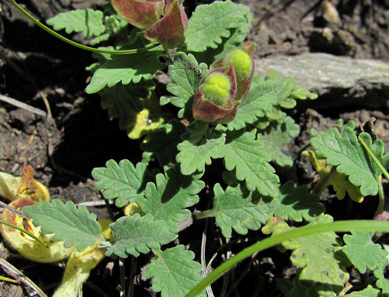 Image of Scutellaria oreophila specimen.