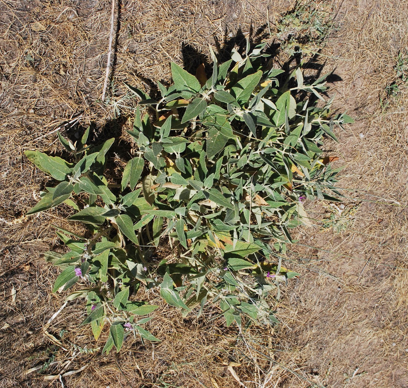 Изображение особи Phlomis thapsoides.