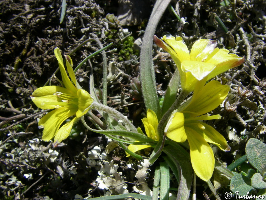 Image of Gagea granatellii specimen.