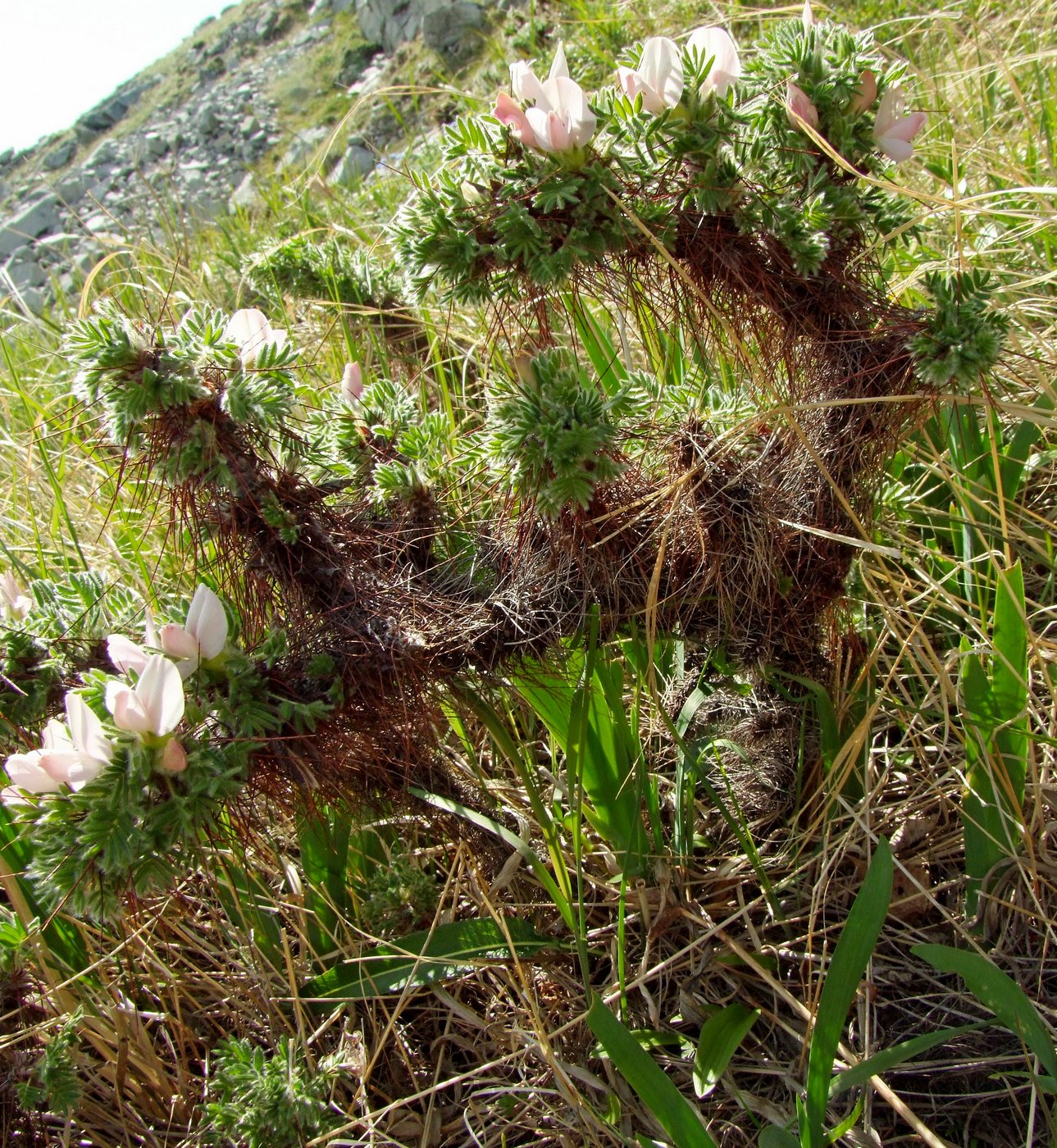 Image of Caragana jubata specimen.