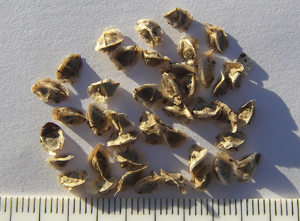 Image of Eremurus himalaicus specimen.